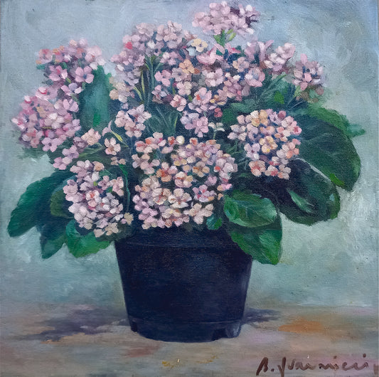 Kalanchoe